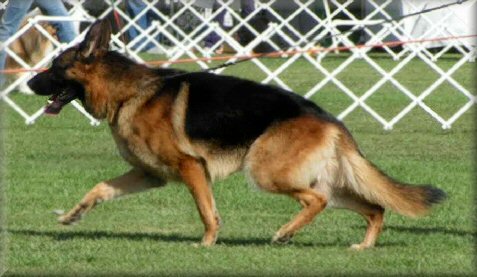 Ch. *Bodecka Grandslam (Louie) at the Berwick Champ Show 22/2/04