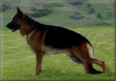 * Ch. Bodecka Grandslam (Louie) winning Best of Breed at the Working Dog Club of Victoria  2/11/03.