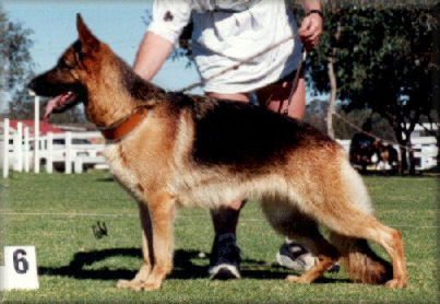 Bodecka Bolly. CD. Cl. 1. 'A'Z' 6th VA at the 1996 Main Breed Exhibition