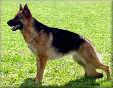 Spellbinda Justa Flirt (Baci) just under 20 months old. Dam: Ch. *Bronacre Ramoth 