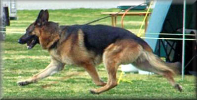 Ch. *Bodecka Grandslam (Louie) at  Broken Hill G.S.D.C. Championship Show, winning Open Dog 14/8/04