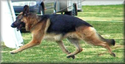 Ch. *Bodecka Grandslam (Louie) at  Broken Hill G.S.D.C. Championship Show, winning Open Dog 14/8/04