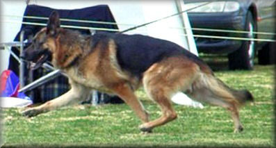 Ch. *Bodecka Grandslam (Louie) at  Broken Hill G.S.D.C. Championship Show, winning Open Dog 14/8/04