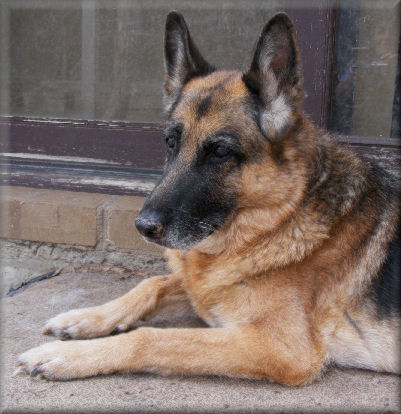 *Spellbinda Golden Girl. UD. Cl. 1. 'A' (Krista) 14 years old