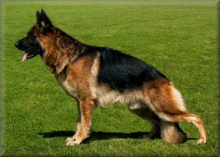 Ch. *Bodecka Grandslam (Louie)  3.5 years old